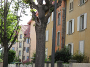 Les rues du Ladhof (dont rue du bouleau et rue du chêne)