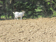 Une chèvre en goguette, secteur du canal