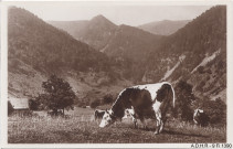 Vallée de Munster : vaches dans la vallée de la Wormsa