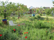 Les jardins familiaux du quartier Saint-Léon