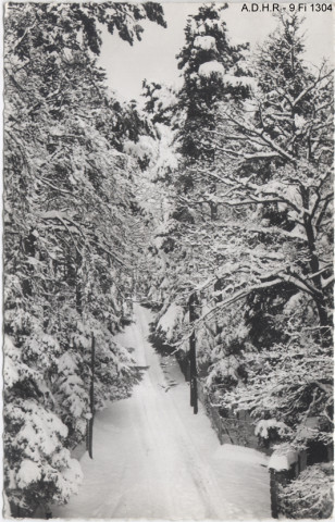 Trois Epis : chemin de forêt sous la neige