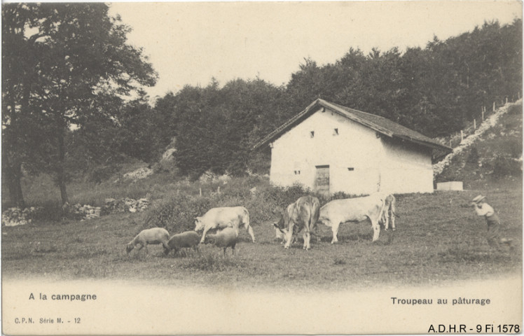 A la campagne : troupeau au pâturage