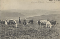 Le Hohneck : vaches au pâturage au sommet du Hohneck