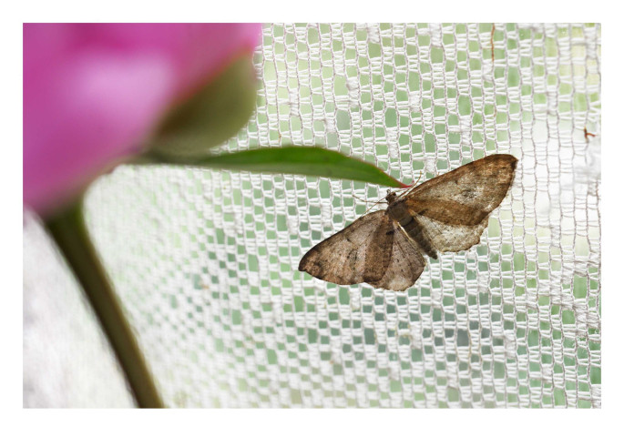 Photographie du papillon qui a rejoint la famille en se posant sur un rideau de fenêtre, toutes ailes ouvertes, non loin d'un vase où s'ouvrait une rose ! Cette image reste celle de leur printemps confiné.