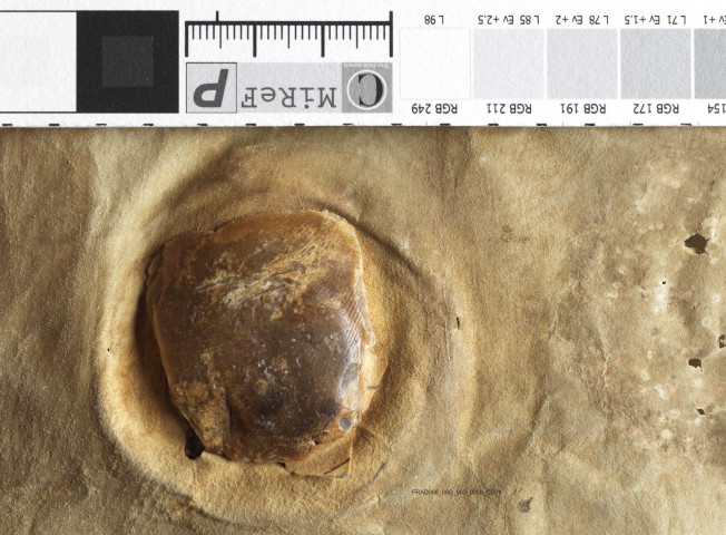 Diplôme de l'empereur Lothaire